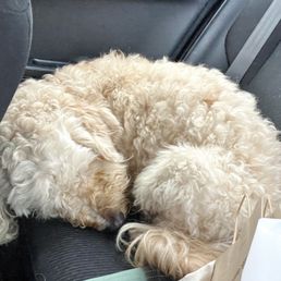 My doodle was pooped after his overnight boarding
