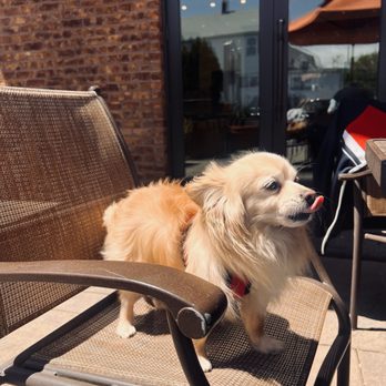 St Rocco's Bakery - Coshito enjoying the weather and food - Bakeries Near Me - Glen Cove, New York St Rocco's Bakery - Coshito enjoying the weather and food - Bakeries Near Me - Glen Cove, New York
