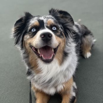 Lead & Thrive Dog Training - Pet Training Near Me