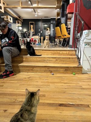 Denver Cat Company by null