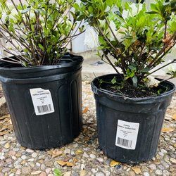 Houston Garden Centers