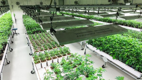 Garden Remedies 47 Photos 20 Reviews Cannabis Clinics 416 Boston Post Rd E Marlborough Ma United States Phone Number