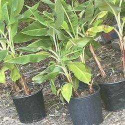Elysium Fields Plant Nursery
