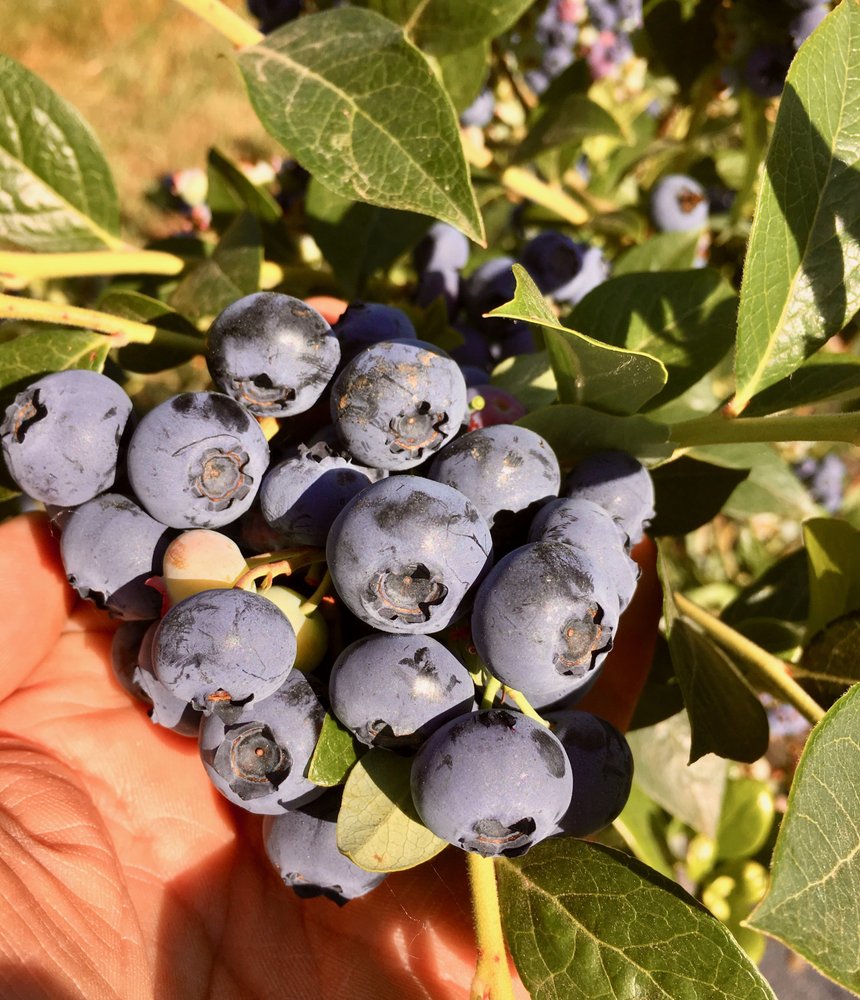 BLUE BEE FARM 12 Photos 20541 NW Sauvie Island Rd, Portland, Oregon