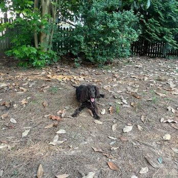The Buddy System - Ellie wanting the ball one more time - great photos we receive while we are away! - Dog Walkers Near Me The Buddy System - Ellie wanting the ball one more time - great photos we receive while we are away! - Dog Walkers Near Me