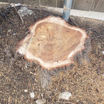 Arborgreen Tree Service - Tree Services Near Me - Evanston, Illinois Arborgreen Tree Service - Tree Services Near Me - Evanston, Illinois