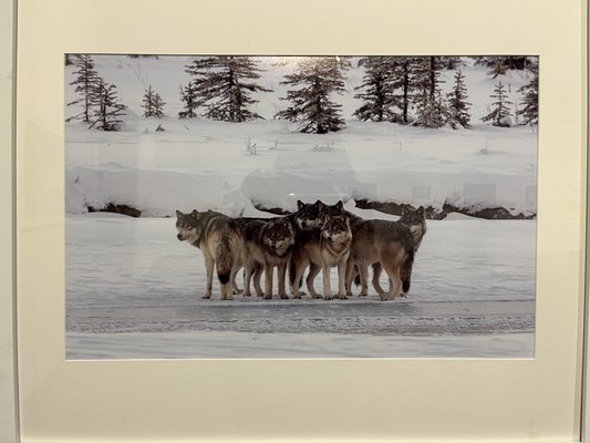 Whyte Museum of the Canadian Rockies by null