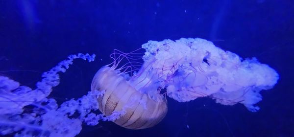 Mystic Aquarium by null