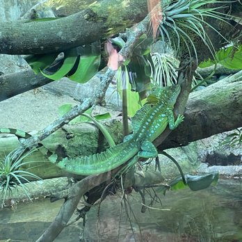 Zoo Miami - Green basilisk - Zoos Near Me - Miami, Florida