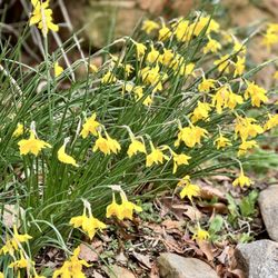 Atlanta History Center - 3/24 Spring!  Blooming Daffodils throughout the Center
