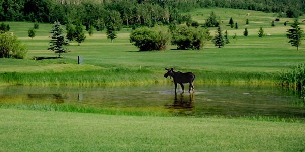 TARGHEE VILLAGE GOLF COURSE 530 Perimeter Dr Alta Wyoming Golf