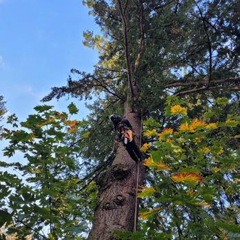 Down to Earth Tree Care - Sarah making the ascent into a Douglas Fir to remove deadwood and reduce over-extended branches looming over a driveway! - Tree Services Near Me