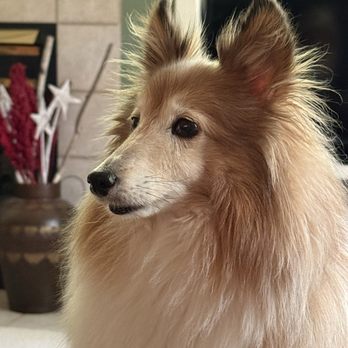 The Perch - This is a dog. - Seafood Near Me - Ludington, Michigan