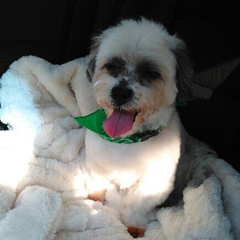 Perk-N-Pooch - So happy!! - Pet Groomers Near Me - Sandy Springs, Georgia Perk-N-Pooch - So happy!! - Pet Groomers Near Me - Sandy Springs, Georgia
