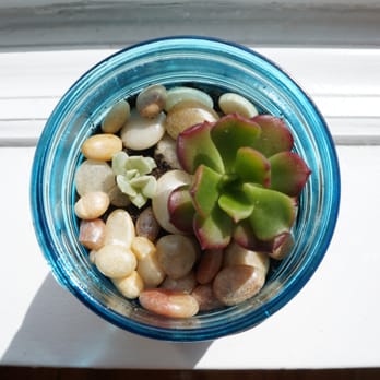 Noble Plants - Succulents for mason jar terrariums - Nurseries & Gardening Near Me - New York, New York