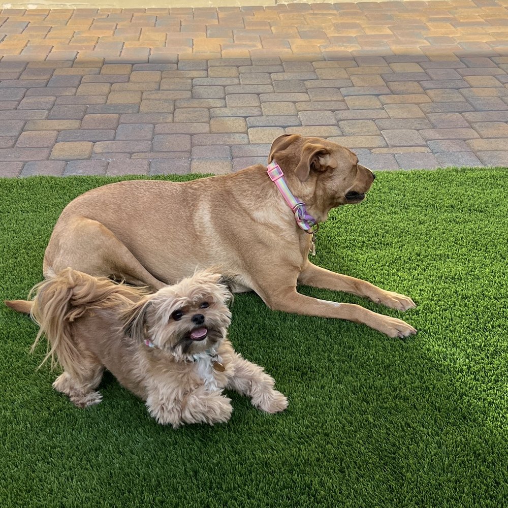 Visualized Landscape - Our dogs enjoying the turf - Landscaping Near Me - North Las Vegas, Nevada Visualized Landscape - Our dogs enjoying the turf - Landscaping Near Me - North Las Vegas, Nevada