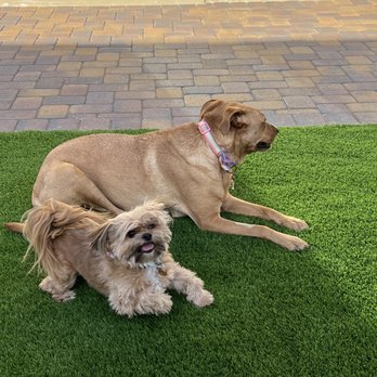 Visualized Landscape - Our dogs enjoying the turf - Landscaping Near Me - North Las Vegas, Nevada