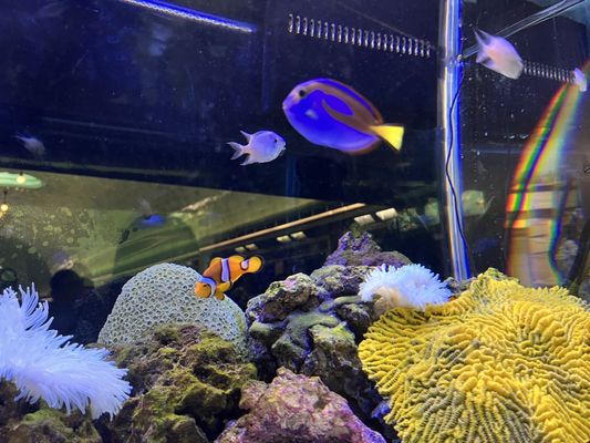 Belle Isle Aquarium by null
