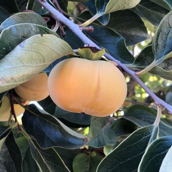 Bar 2 Ranch - Persimmons - Ranches Near Me - Pauma Valley, California Bar 2 Ranch - Persimmons - Ranches Near Me - Pauma Valley, California