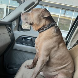 Sophia's Famous Pancakes - Hank the service dog