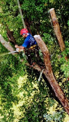 Lakeside Tree And Landscape