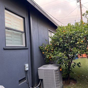 Reynoso Tree Service - Before - overgrown lemon tree and was touching the walls; overgrown hedge - Tree Services Near Me - Hawthorne, California Reynoso Tree Service - Before - overgrown lemon tree and was touching the walls; overgrown hedge - Tree Services Near Me - Hawthorne, California