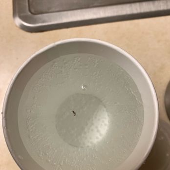 KFC - Ant in soda - Fast Food Near Me - Sterling, Virginia