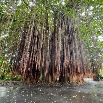 The Kampong - Botanical Gardens Near Me - Coconut Grove, Florida