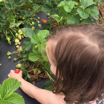 Bottom View Farm - Strawberry picking! So much fun - Attraction Farms Near Me - Portland, Tennessee Bottom View Farm - Strawberry picking! So much fun - Attraction Farms Near Me - Portland, Tennessee