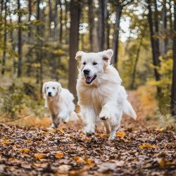 The Art of Dogs - Two of our off-leash graduates enjoying a hike