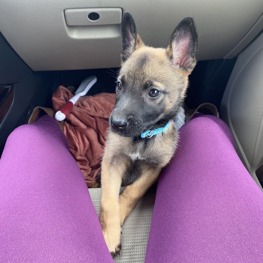 Vom Dreifke Shepherds - Pet Training Near Me - Dinwiddie, Virginia