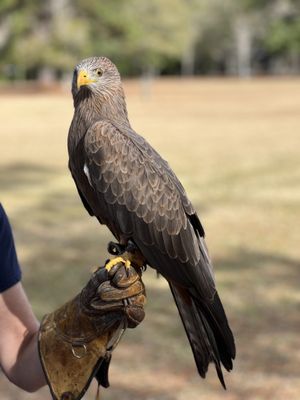 The Avian Conservation Center & Center for Birds of Prey by null