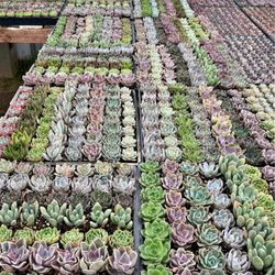 Piña Succulents - Gorgeous