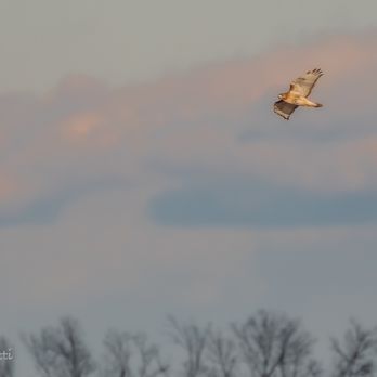 Shawangunk Grasslands National Wildlife Refuge - Red-Tailed Hawk enjoying a late afternoon glide - Parks Near Me - Wallkill, New York Shawangunk Grasslands National Wildlife Refuge - Red-Tailed Hawk enjoying a late afternoon glide - Parks Near Me - Wallkill, New York