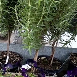 Søster Flora - Opstammet rosmarin og violer