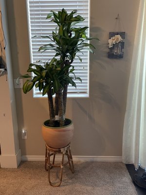 The Living Room by null