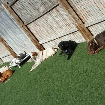 Planet Bark - Sunbathing outside - Pet Boarding Near Me - West Hartford, Connecticut Planet Bark - Sunbathing outside - Pet Boarding Near Me - West Hartford, Connecticut