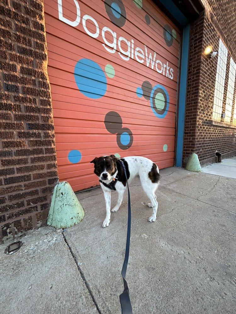 DoggieWorks Reviews 2024 Trustindex.io