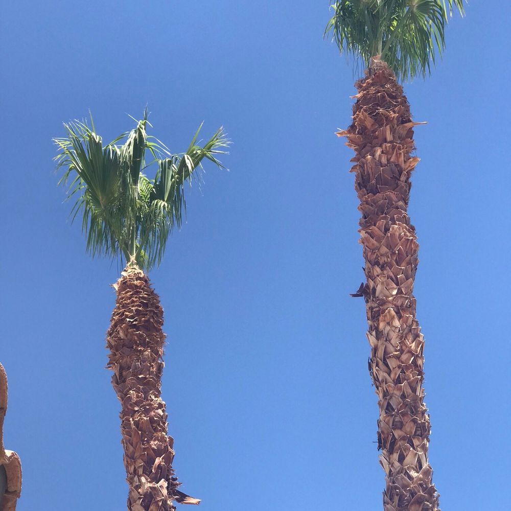 AAA Landscaping - Landscaping Near Me - Henderson, Nevada