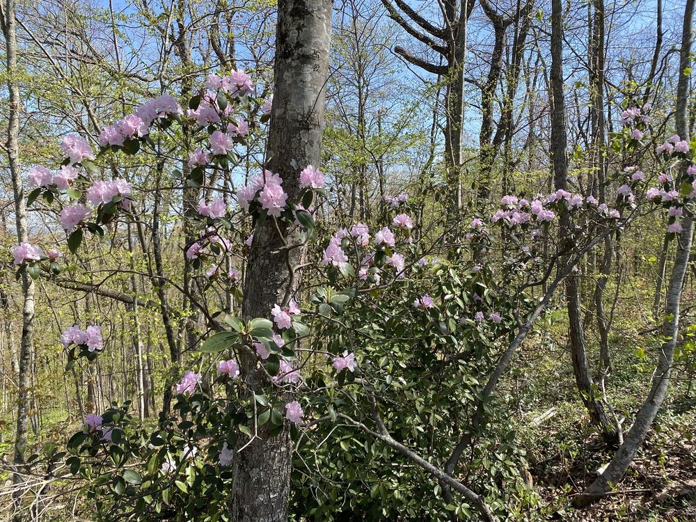 Social spots from Cumberland Gap National Historic Park