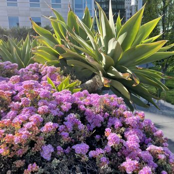 Salesforce Park - Parks Near Me - San Francisco, California