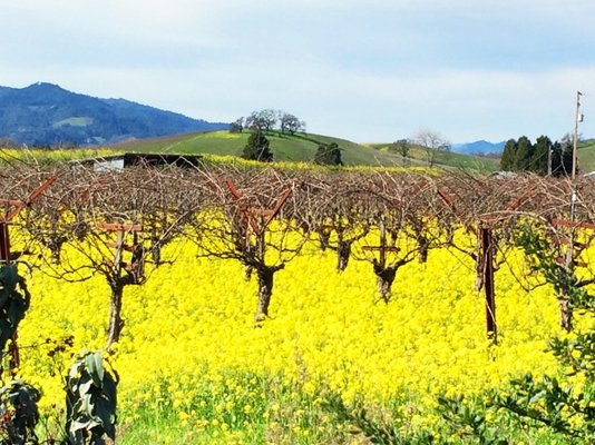 Savor Napa Valley Wine Tours by null