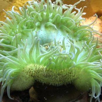 Downtown Aquarium - Museums Near Me - Denver, Colorado Downtown Aquarium - Museums Near Me - Denver, Colorado