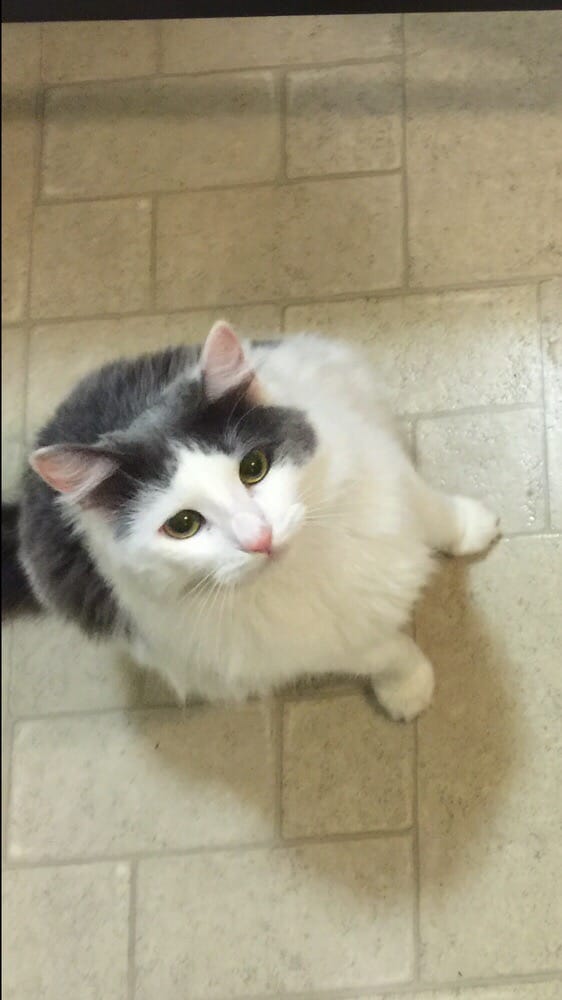 MT VERNON VETERINARY HOSPITAL Updated April 2024 42 Reviews 2120