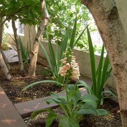 The Garden Gal - Tuscan Terrace IV w/birches