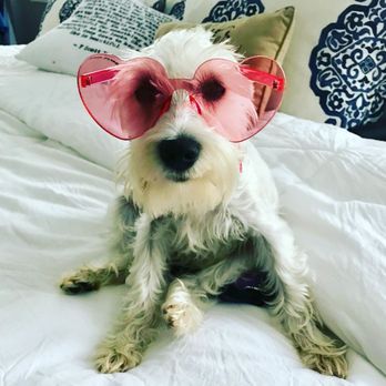 Best Friends Veterinary Care - Veterinarians Near Me - Nesconset, New York