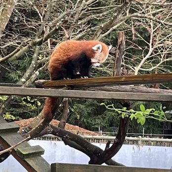 Sequoia Park Zoo - Red Panda - Zoos Near Me - Eureka, California Sequoia Park Zoo - Red Panda - Zoos Near Me - Eureka, California