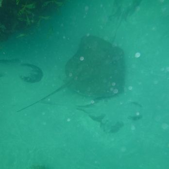 Floridays - More sting rays - Boating Near Me - Key West, Florida