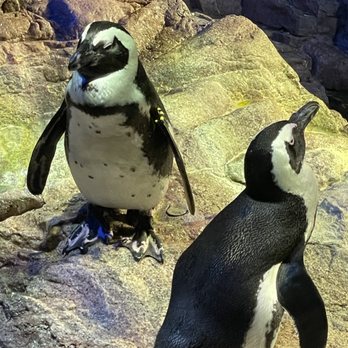 New England Aquarium - Adorable penguins - Aquariums Near Me - Boston, Massachusetts New England Aquarium - Adorable penguins - Aquariums Near Me - Boston, Massachusetts