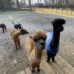 Trotter Hill Alpacas
